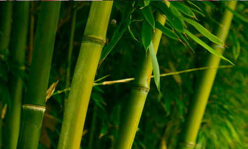 Bamboo