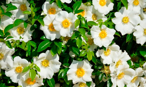 Gardenia