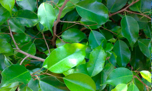 Ficus benjamina